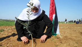 palestine-israel-olivetrees
