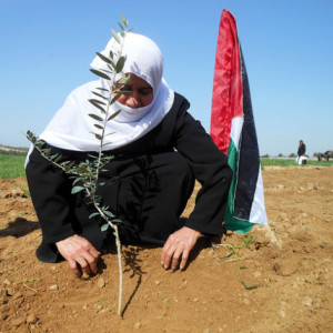 palestine-israel-olivetrees